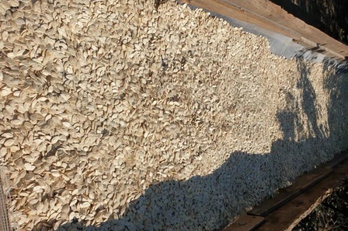 Посадкове гарбузове насіння сорту Український Багатоплідний- фото № 2