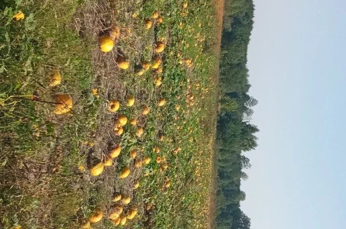 Продам посівмат гарбуза- фото № 1