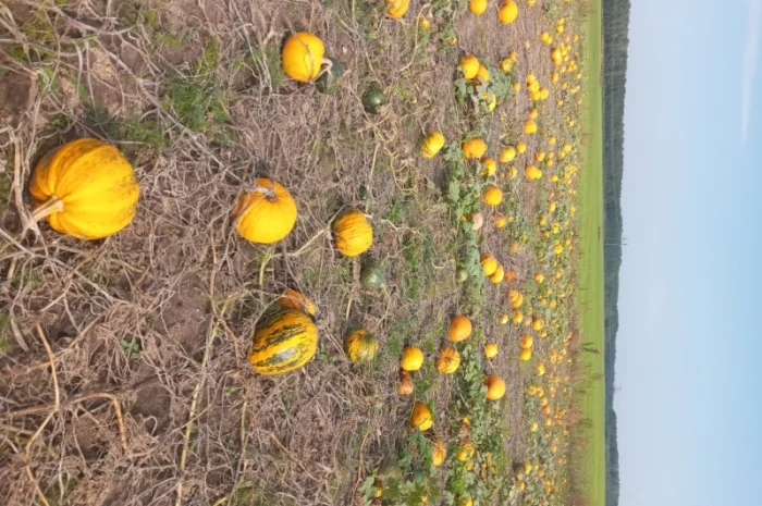 Продам посівмат гарбуза- фото № 2