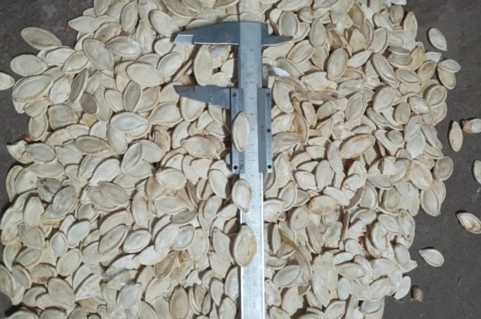 Продам посівмат гарбуза- фото № 3