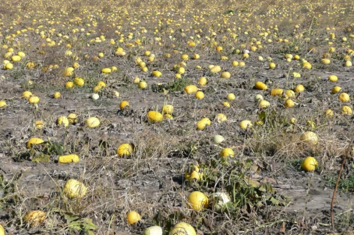Гарбузове насiння Насiння кабака Кабаків Болгарка Дамський Ніготь- фото № 1