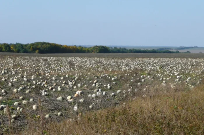 Гарбузове насiння Насiння кабака Кабаків Болгарка Дамський Ніготь- фото № 2
