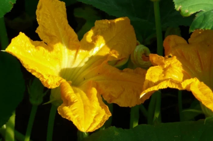 Семена посевмат посевной материал гарбуза тыквы кабачка- фото № 2