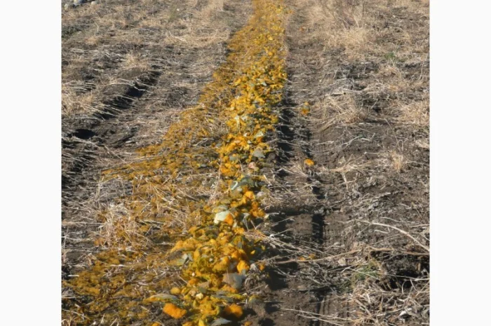 Семена посевмат посевной материал гарбуза тыквы кабачка- фото № 3