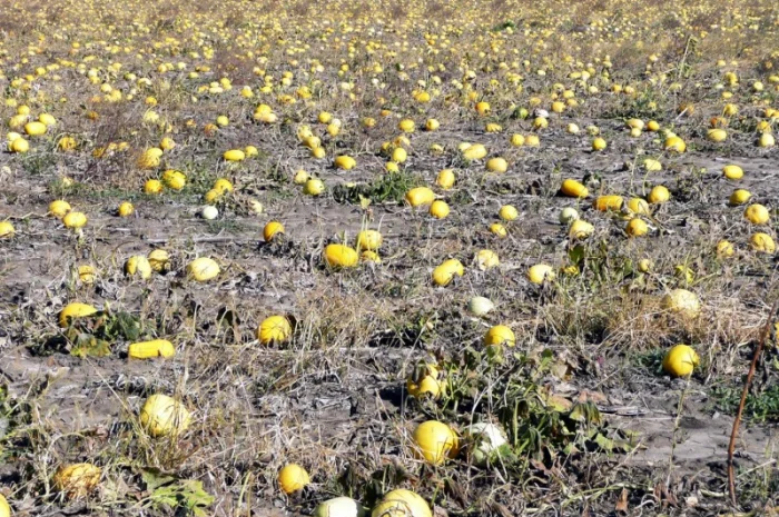 Семена посевмат посевной материал гарбуза тыквы кабачка- фото № 5