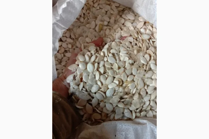 Продам насіння гарбуза. Сіро-воложськаОбъем -10 т- фото № 2