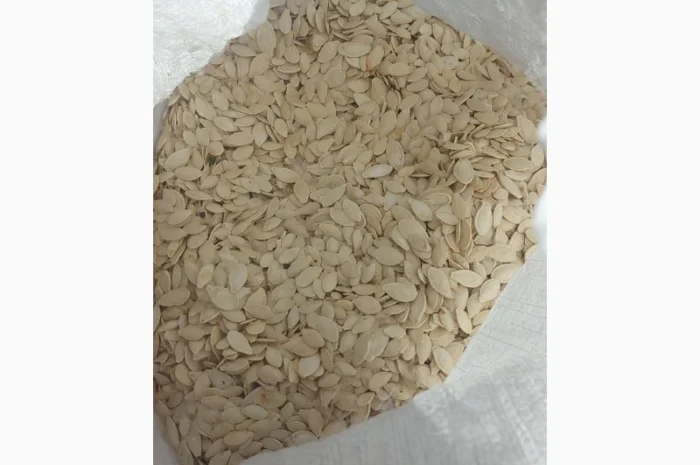 Гарбузове насіння Українка багатоплідна- фото № 1