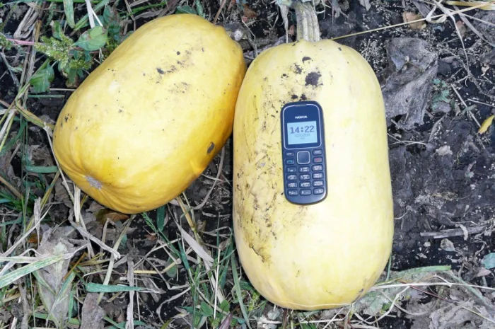 Посевмат Тыква Болгарка ( Дамский ноготь) посевной материал от производителя 1 репродукции- фото № 2