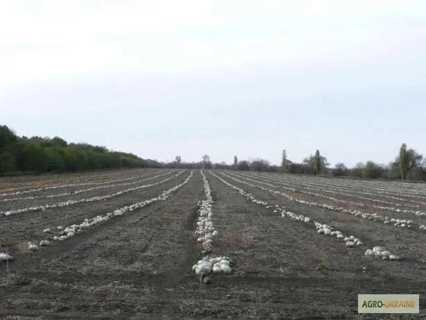 Семена тыквы Волжская серая (Сероволжская) Дамский ноготь (Болгарка) посевной материал1R- фото № 1
