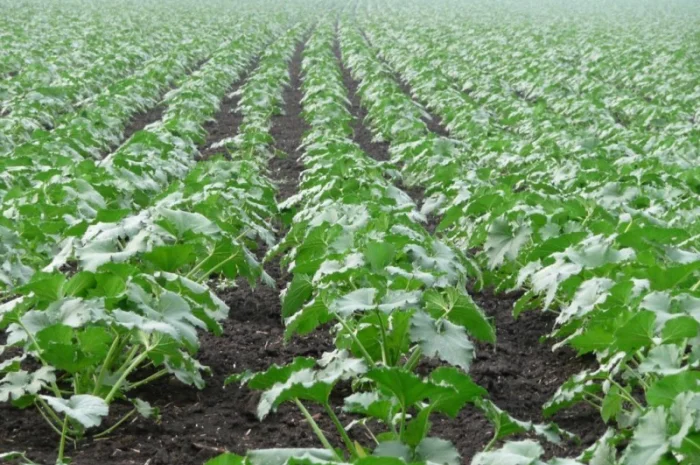 Семена тыквы Волжская серая (Сероволжская) Дамский ноготь (Болгарка) посевной материал1R- фото № 6