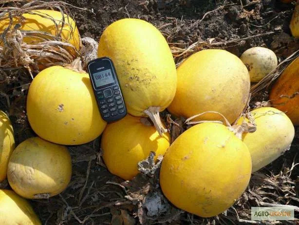 Семена тыквы Волжская серая (Сероволжская) Дамский ноготь (Болгарка) посевной материал1R- фото № 7