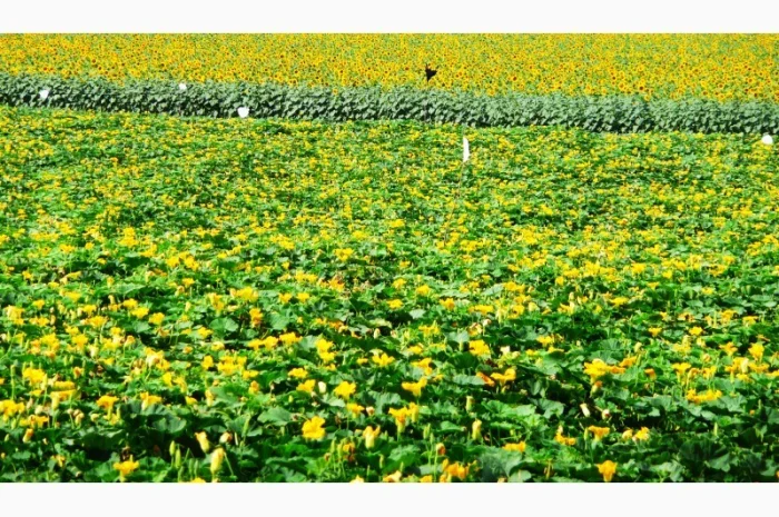 Семена тыквы Волжская серая (Сероволжская) Дамский ноготь (Болгарка) посевной материал1R- фото № 8