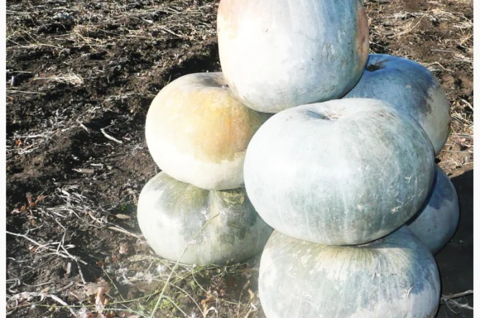 Семена тыквы Волжская серая (Сероволжская) Дамский ноготь (Болгарка) посевной материал1R- фото № 10