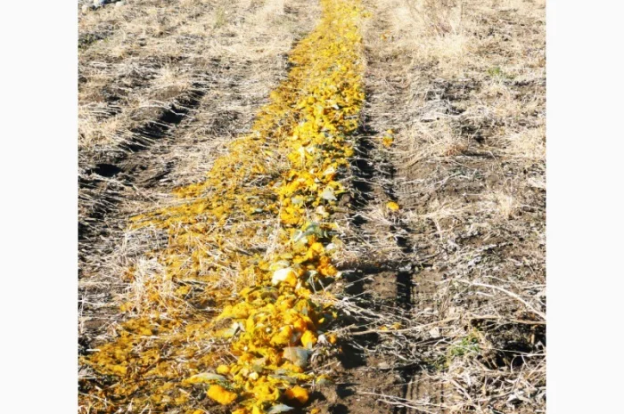 Семена тыквы Волжская серая (Сероволжская) Дамский ноготь (Болгарка) посевной материал1R- фото № 11