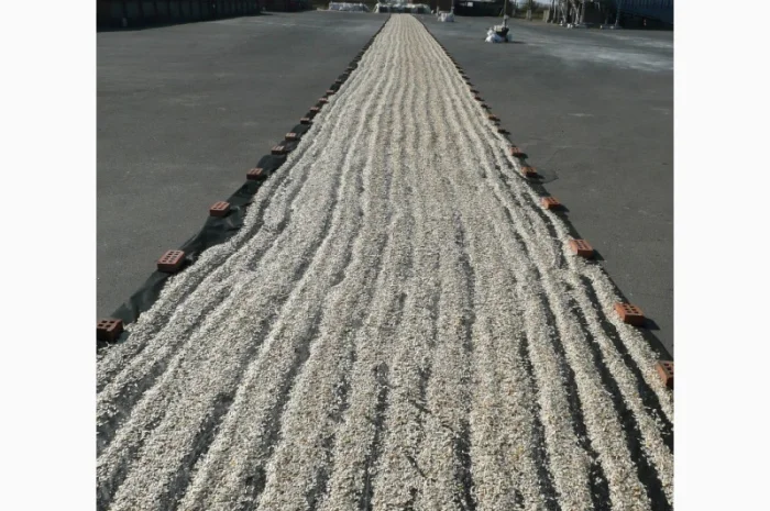 Семена тыквы Волжская серая (Сероволжская) Дамский ноготь (Болгарка) посевной материал1R- фото № 12