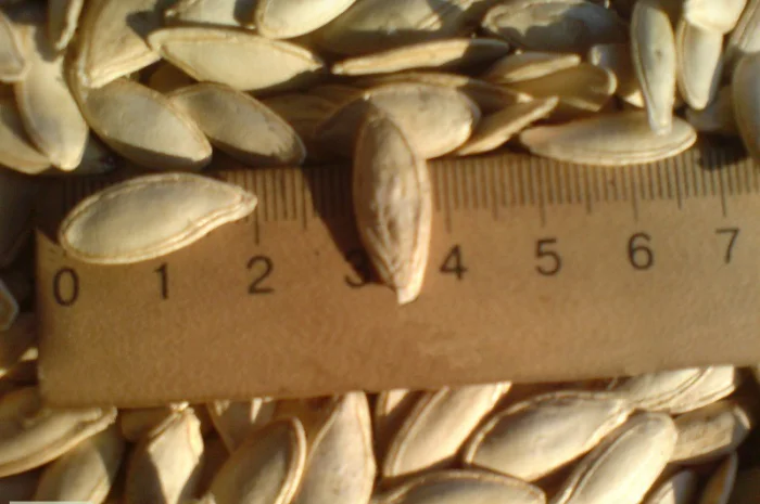 Семена тыквы Волжская серая (Сероволжская) Дамский ноготь (Болгарка) посевной материал1R- фото № 2