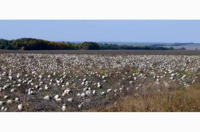 Семена тыквы Волжская серая (Сероволжская) Дамский ноготь (Болгарка) посевной материал1R- фото № 4