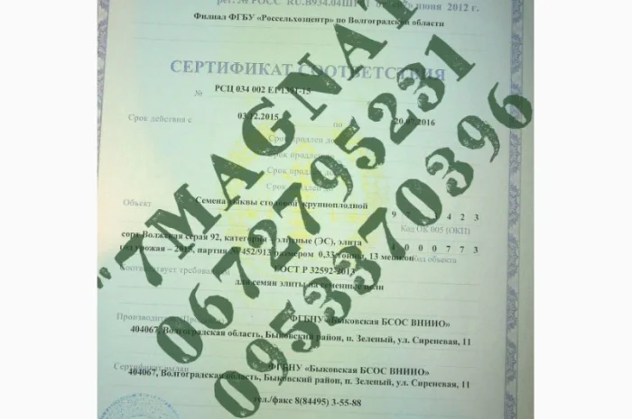 Посевмат Элита тыквы Сероволжская 92- фото № 2