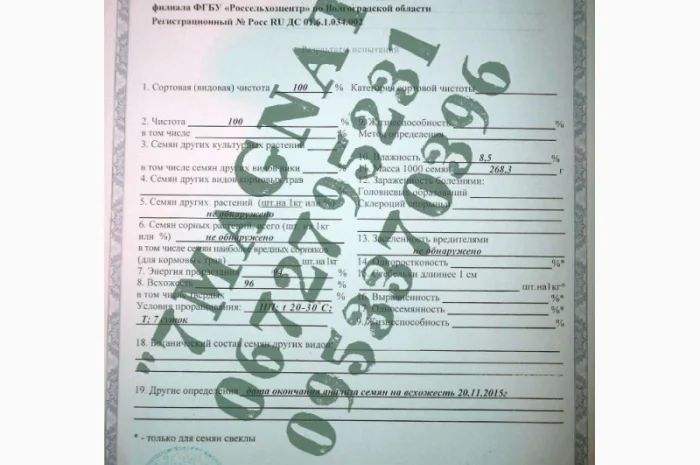 Посевмат Элита тыквы Сероволжская 92- фото № 3