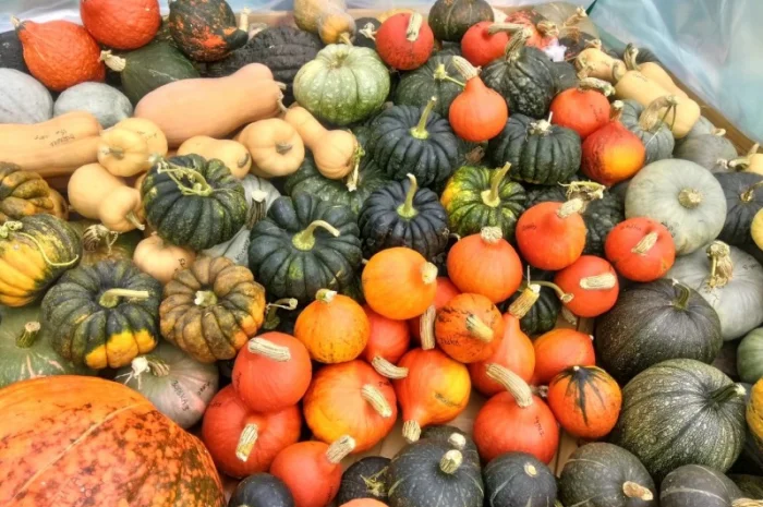 Семена посевной материал насiння кабачка гарбуза кабака тыквы- фото № 2