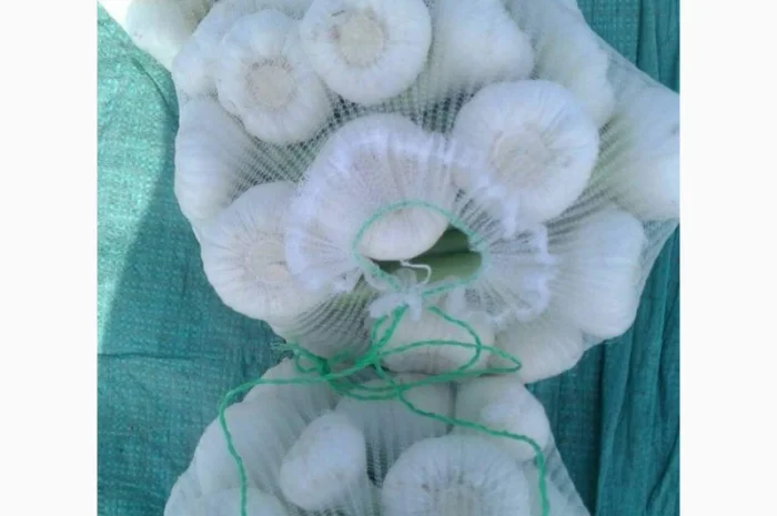 Свіжий часник з Єгипту- фото № 5