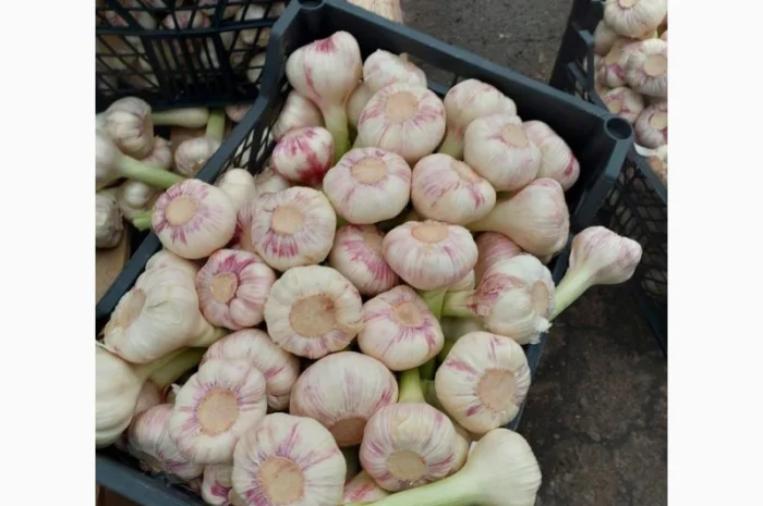 Продаю молодий єгипетський часник- фото № 4