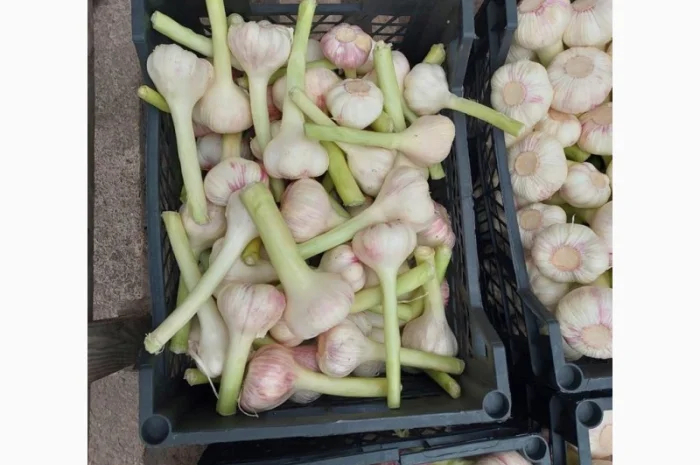 Продаю молодий єгипетський часник- фото № 5