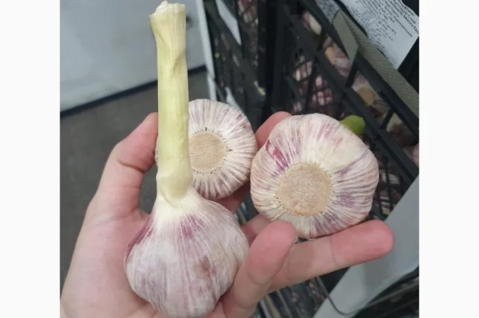 Продаю молодий єгипетський часник- фото № 6