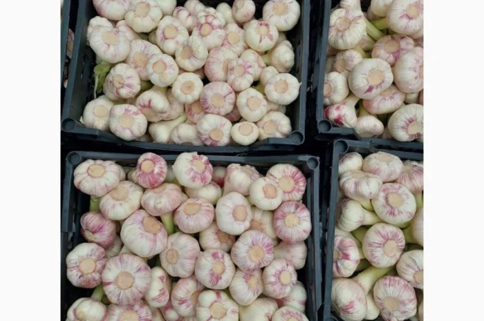 Продаю молодий єгипетський часник- фото № 7