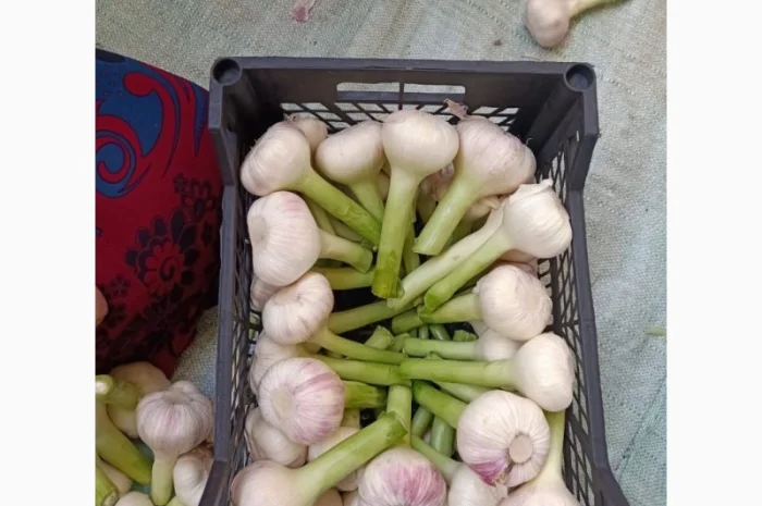 Продаю молодий єгипетський часник- фото № 8