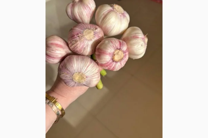 Продаю молодий єгипетський часник- фото № 1