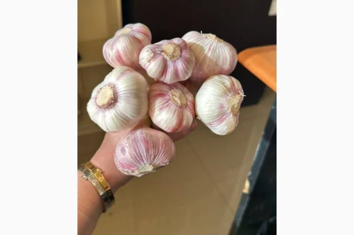 Продаю молодий єгипетський часник- фото № 2