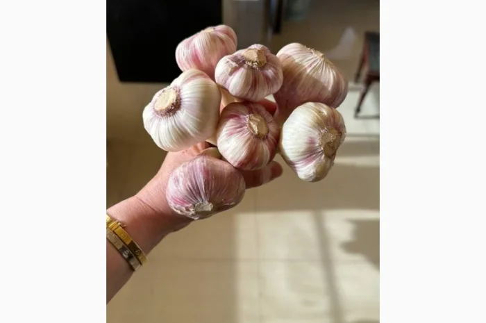 Продаю молодий єгипетський часник- фото № 3