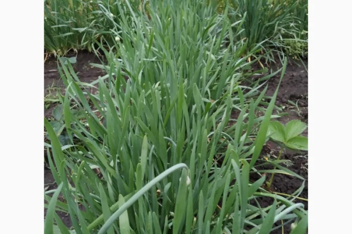 Причесночный гигантский лук РОКОМБОЛЬ( СЛОНОВИЙ ЧЕСНОК)Принимаем заказы на посадковый- фото № 1