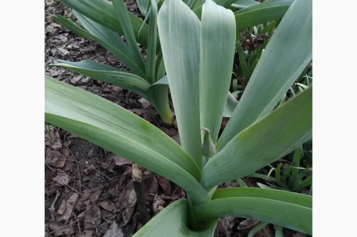 Причесночный гигантский лук РОКОМБОЛЬ( СЛОНОВИЙ ЧЕСНОК)Принимаем заказы на посадковый- фото № 2