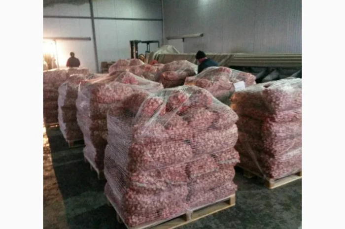 Товарний часник- фото № 1