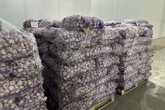 Товарний часник- фото № 2