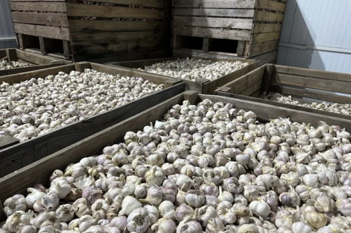 Товарний часник- фото № 3