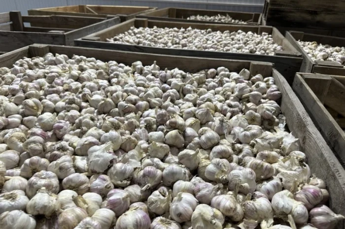 Товарний часник- фото № 4