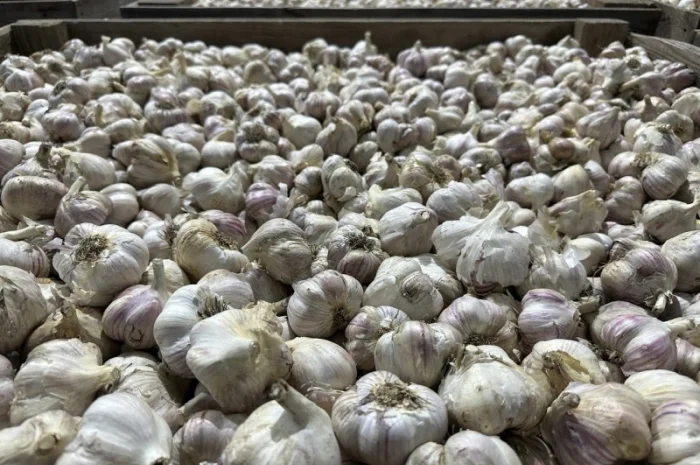 Товарний часник- фото № 7