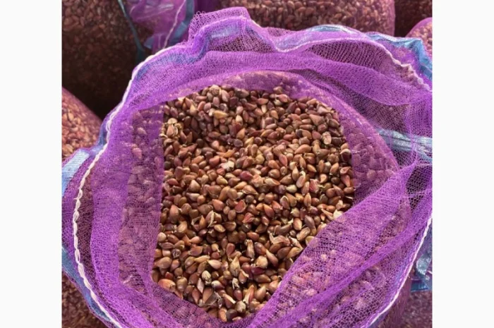 Насіння часнику "воздушка" сорт "Ірен" та "Дюшес"- фото № 3