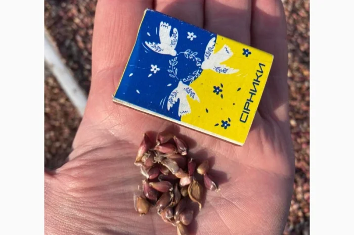 Насіння часнику "воздушка" сорт "Ірен" та "Дюшес"- фото № 1