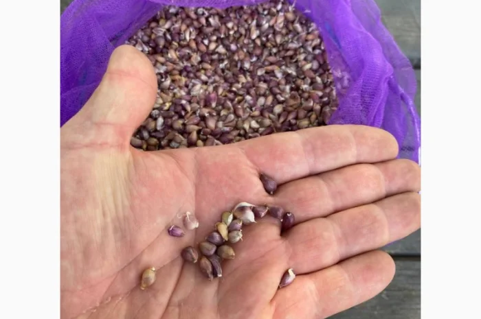 Насіння часнику "воздушка" сорт "Ірен" та "Дюшес"- фото № 2