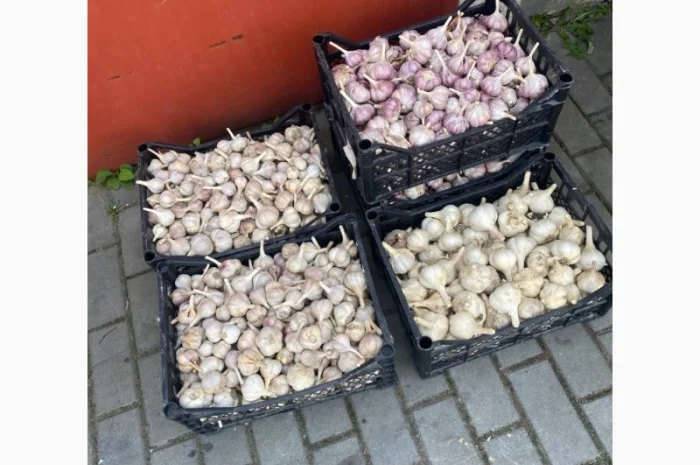 Чеснок различного размера в продаже- фото № 1