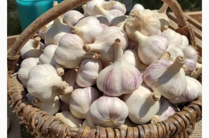 Продажа чеснока в больших объемах- фото № 1