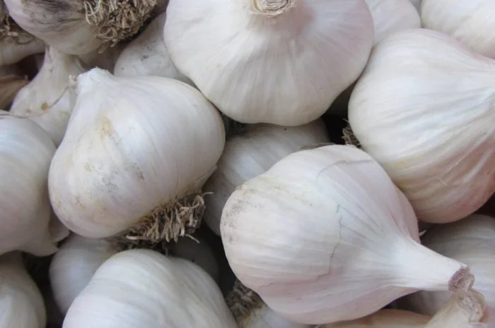 Продаж якісного часнику оптом- фото № 1