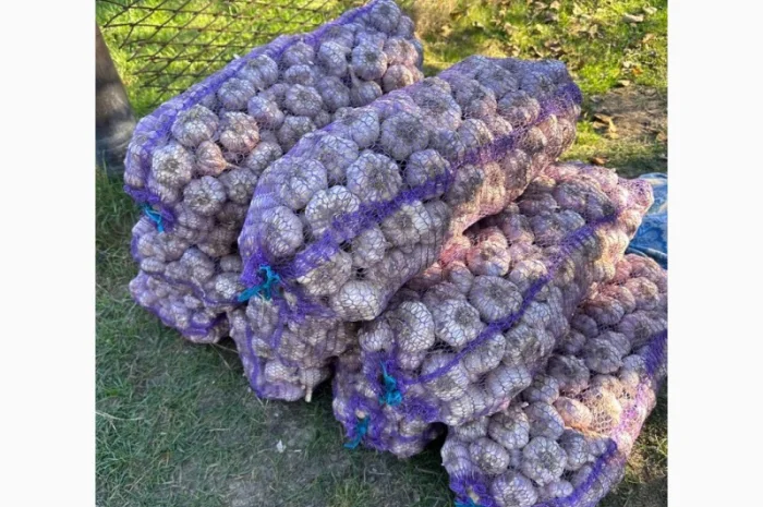 Продажа чеснока оптом 5-10-15 тонн- фото № 1