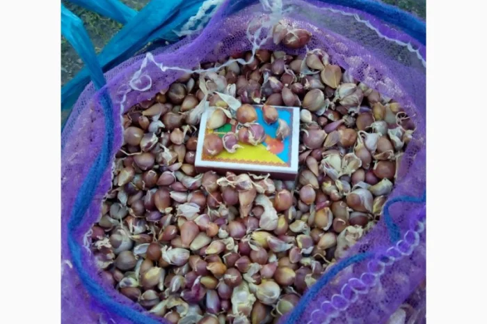 Заказ на воздушку чеснока Любаша откалиброваны 3-4мм и 4-5мм 5-7мм Доставка за наш рахунок- фото № 1