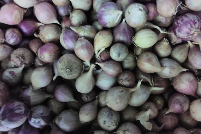 Продажа насіння часнику Любаша от 5 кг- фото № 3