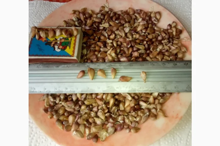 Продажа насіння часнику Любаша от 5 кг- фото № 1